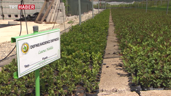 Adana'da her yıl 7 milyon fidan üretiliyor